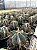 Astrophytum ornatum Pt11 - Imagem 3