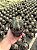 Astrophytum ornatum Pt11 - Imagem 4