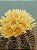 Astrophytum ornatum Pt11 - Imagem 5