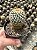 Mammillaria columbiana Pt11 - Imagem 1