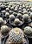 Mammillaria columbiana Pt11 - Imagem 4
