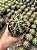 Ferocactus glaucescens Pt11 - Imagem 1