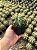 Ferocactus glaucescens Pt11 - Imagem 2