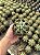 Ferocactus glaucescens Pt11 - Imagem 3