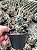 Tephrocactus articulatus var. papyracanthus Pt11 - Imagem 1