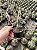 Tephrocactus articulatus var. papyracanthus Pt11 - Imagem 3