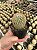 Mammillaria densispina Pt11 - Imagem 1