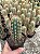 Pilosocereus gouneellei Pt11 - Imagem 1
