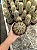 Pilosocereus gouneellei Pt11 - Imagem 2