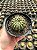 Notocactus uebelmannianus Pt11 - Imagem 1