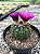 Notocactus uebelmannianus Pt11 - Imagem 5