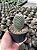 Mammillaria matudae Pt11 - Imagem 3