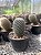 Mammillaria matudae Pt11 - Imagem 1