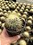 Mammillaria leptacantha Pt11 - Imagem 1
