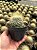 Mammillaria leptacantha Pt11 - Imagem 3