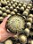 Mammillaria leptacantha Pt11 - Imagem 2