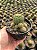 Echinopsis tubiflora Pt11 - Imagem 2