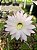 Echinopsis tubiflora Pt11 - Imagem 1