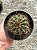 Echinopsis Sp. - flor branca Pt11 - Imagem 2