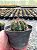 Echinopsis Sp. - flor branca Pt11 - Imagem 1