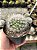 Mammillaria bocasana Pt11 - Imagem 1