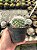 Mammillaria bocasana Pt11 - Imagem 3