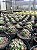 Coryphantha elephantidens Pt11 - Imagem 3