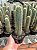 Pilosocereus pernambucoensis Pt11 - Imagem 1