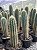 Pilosocereus pernambucoensis Pt11 - Imagem 2