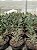 Cylindropuntia tunicata Pt11 - Imagem 2
