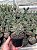 Cylindropuntia tunicata Pt11 - Imagem 1
