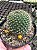 Rebutia marsoneri - flor amarela Pt11 - Imagem 2