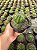 Parodia ottonis Pt11 - Imagem 2