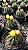 Parodia ottonis Pt11 - Imagem 1