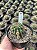 Echinopsis oxygona Pt11 - Imagem 3