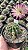 Echinopsis oxygona Pt11 - Imagem 1