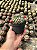 Mammillaria mammillaris Pt11 - Imagem 2