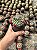 Mammillaria mammillaris Pt11 - Imagem 1