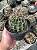 Hamatocactus setispinus Pt11 - Imagem 1