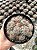 Mammillaria prolifera var. texana - Imagem 2