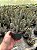 Euphorbia baioensis Pt11 - Imagem 1