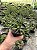Euphorbia dichroa Pt11 - Imagem 2