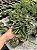 Euphorbia dichroa Pt11 - Imagem 3