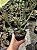 Euphorbia aeruginosa Pt11 - Imagem 3