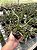 Euphorbia Sp. Pt11 - Imagem 2