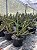 Euphorbia Sp. Pt11 - Imagem 1