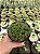 Euphorbia cv. multiprolifera Pt11 - Imagem 2