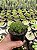 Euphorbia cv. multiprolifera Pt11 - Imagem 1