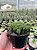 Euphorbia cv. multiprolifera Pt11 - Imagem 3