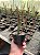 Euphorbia enterophora Pt11 - Imagem 2